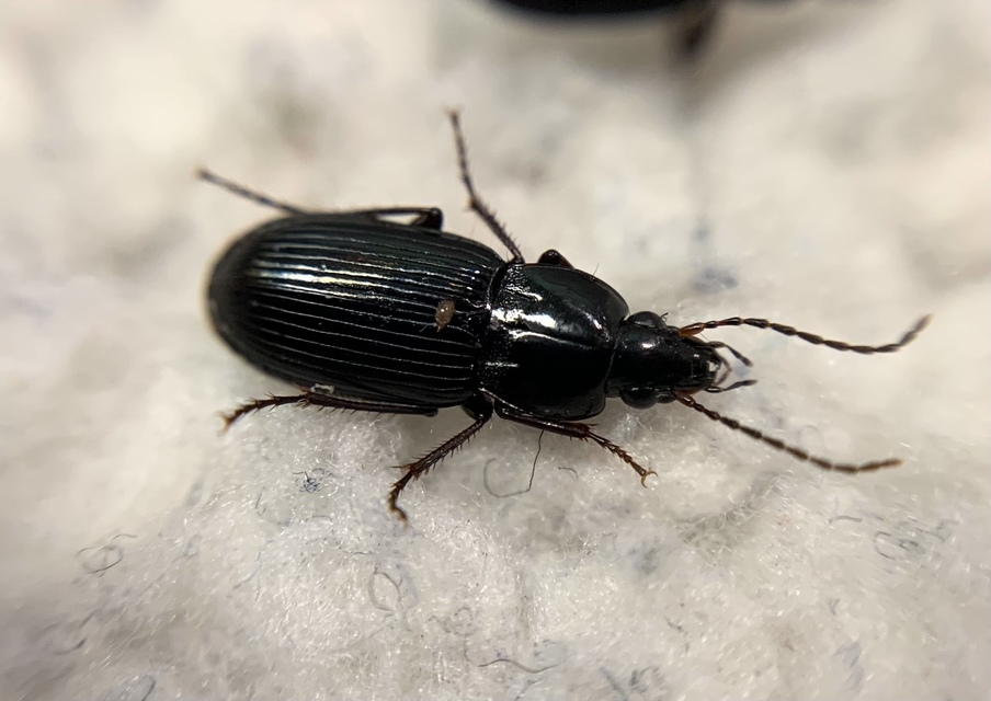 Pterostichus cursor - színjátszó gyászfutó