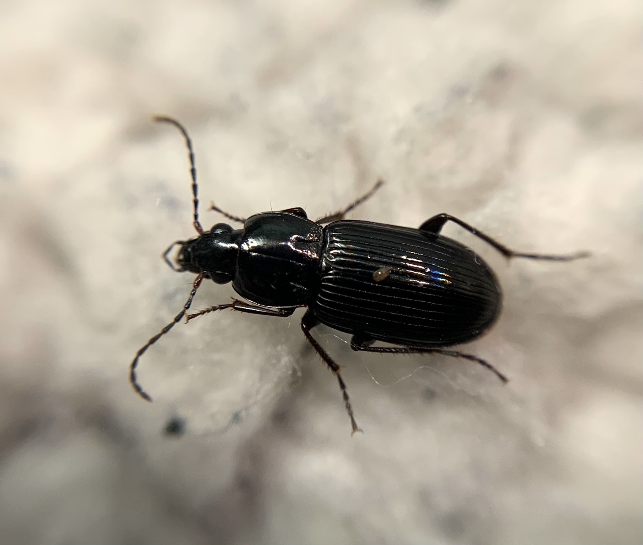 Pterostichus cursor - színjátszó gyászfutó