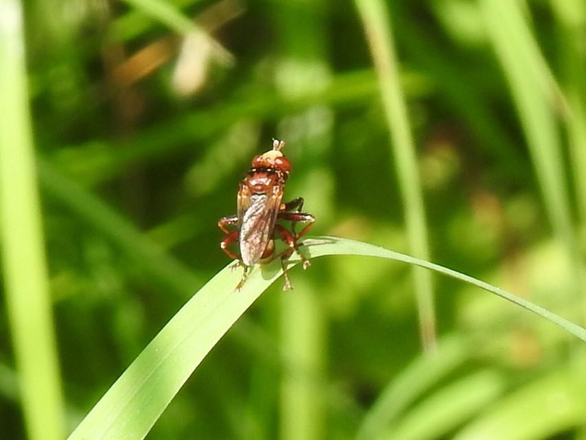 Conopidae - fejeslegyek