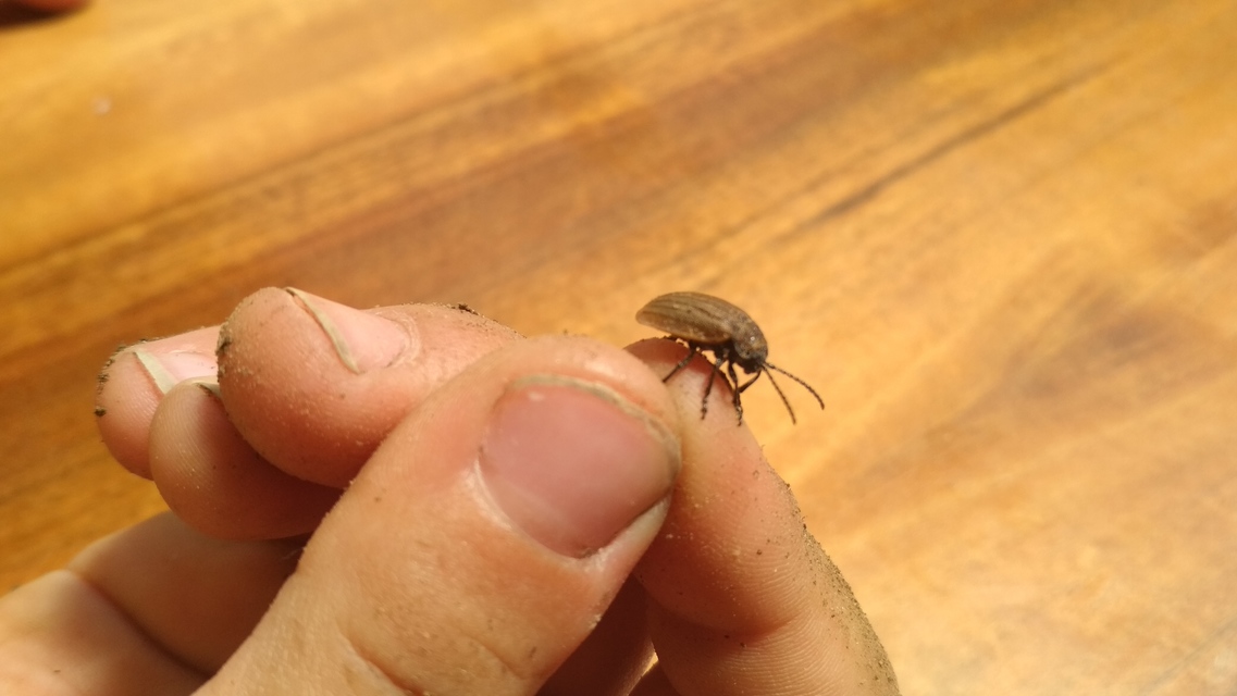 Galeruca pomonae - barna olajosbogár