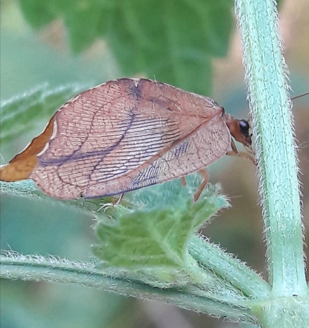 Drepanepteryx phalaenoides