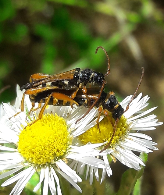 Stenopterus flavicornis - sárgacsápú keskenyfedőscincér