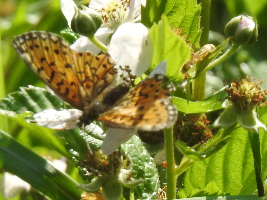 Boloria selene - fakó gyöngyházlepke