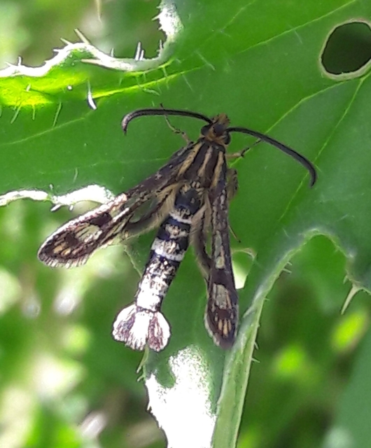 Sesiidae - szitkárfélék