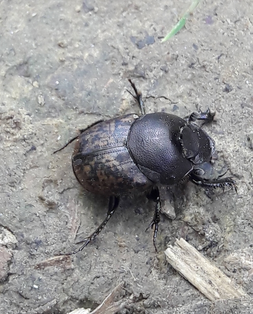 Onthophagus fracticornis - bronzos trágyatúró