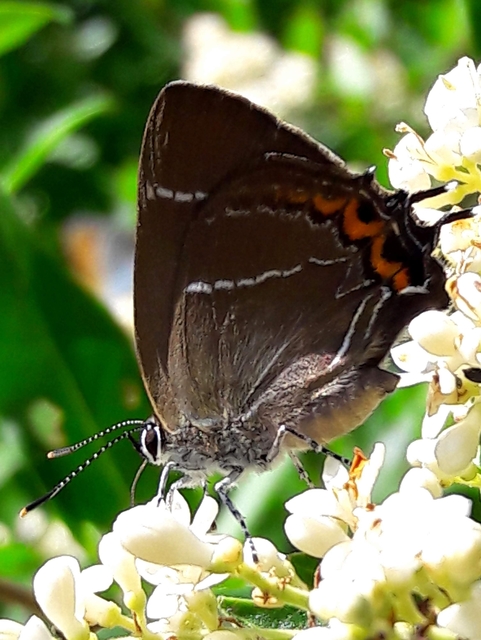 Satyrium w-album - szilfa-csücsköslepke