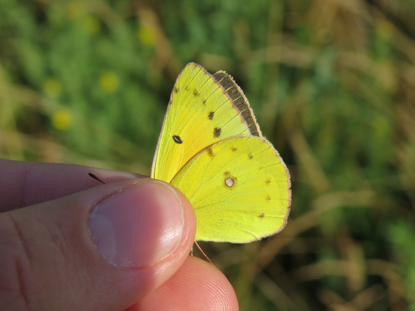 Colias chrysotheme - dolomit-kéneslepke