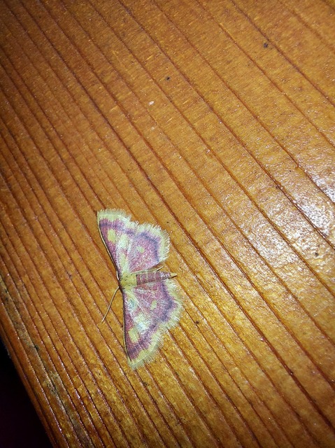 Idaea muricata - mocsári pirosaraszoló