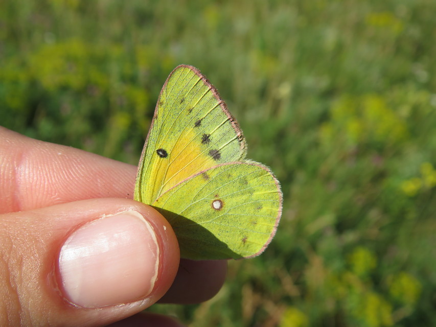 Colias chrysotheme - dolomit-kéneslepke