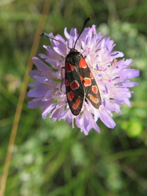 Zygaena carniolica - fehérgyűrűs csüngőlepke