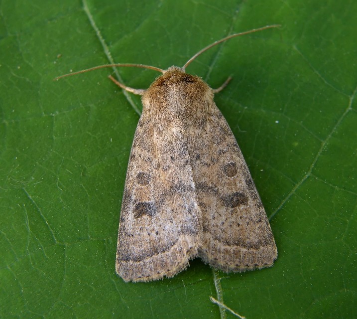 Hoplodrina octogenaria - barna selymesbagoly