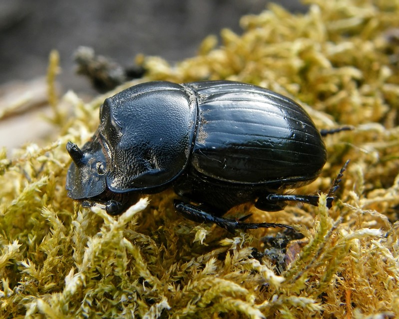 Copris lunaris - közönséges holdszarvú-ganéjtúró