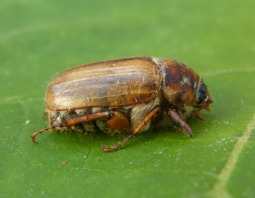 Amphimallon solstitiale - bordás sárgacserebogár