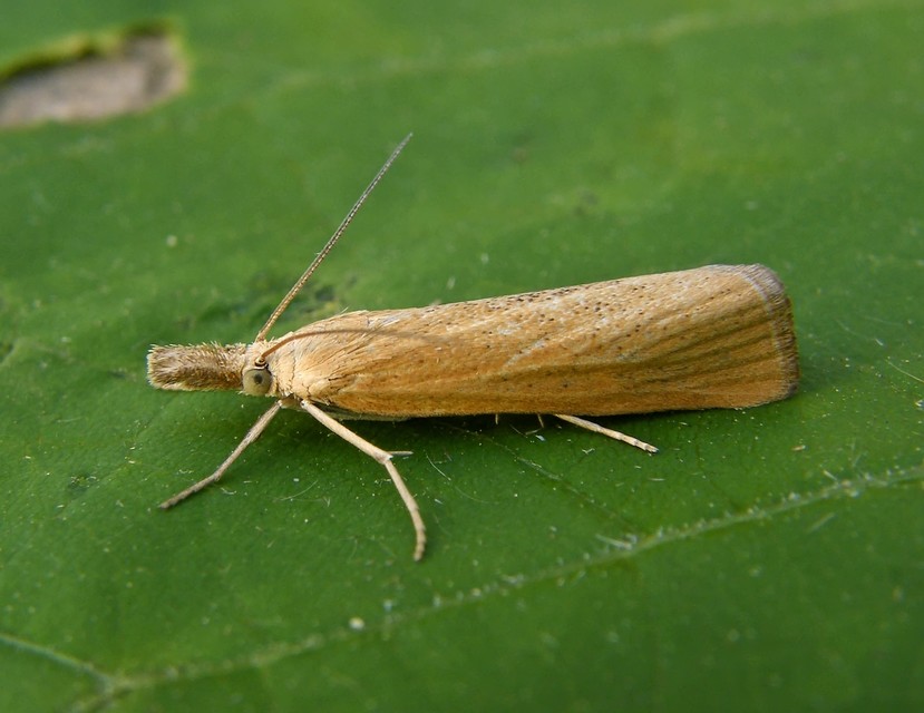 Crambidae - fűgyökérrágó molyfélék
