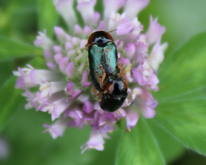 Smaragdina