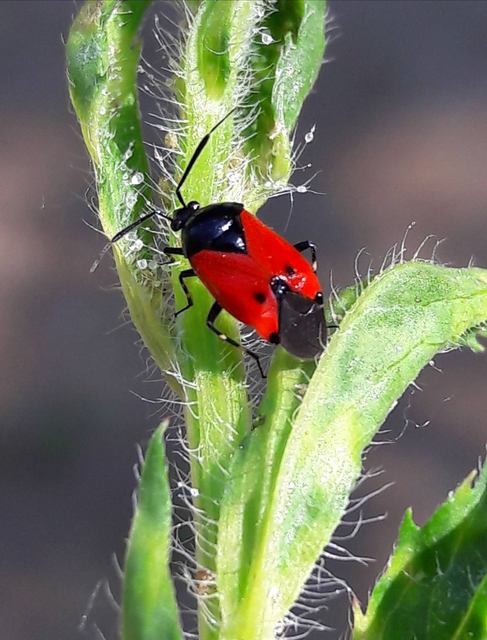 Deraeocoris rutilus - cinóber mezeipoloska