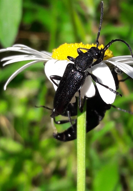 Stictoleptura scutellata - hegyi virágcincér