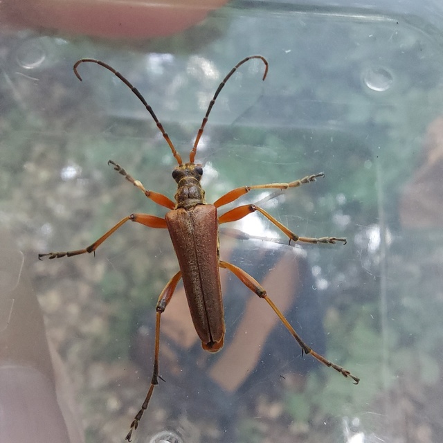 Stenocorus meridianus - fűz-gyökércincér