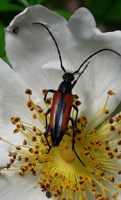 Stenurella melanura - feketevégű karcsúcincér