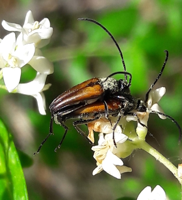 Stenurella melanura - feketevégű karcsúcincér