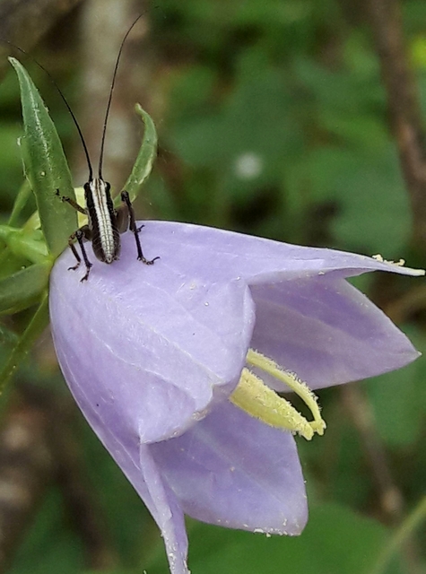 Pachytrachis gracilis - karcsú szöcske