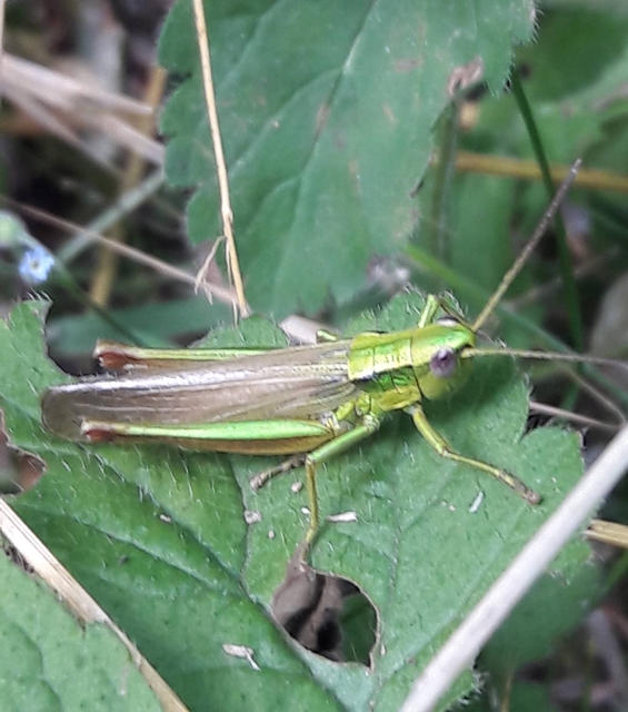 Euthystira brachyptera - smaragdzöld sáska