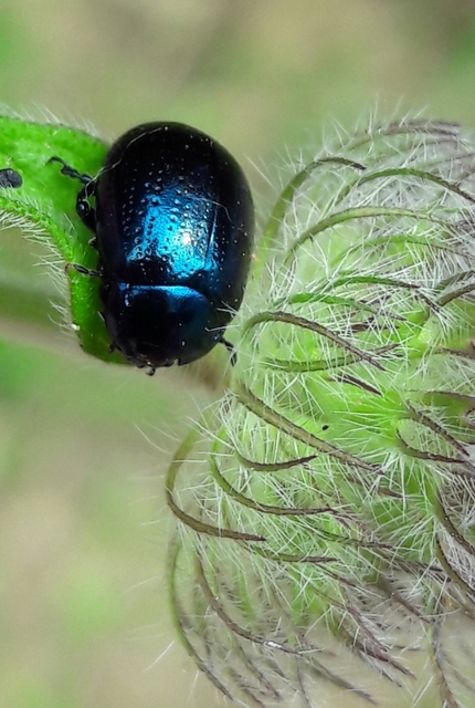 Chrysolina cuprina - pontozott orbáncfűlevelész