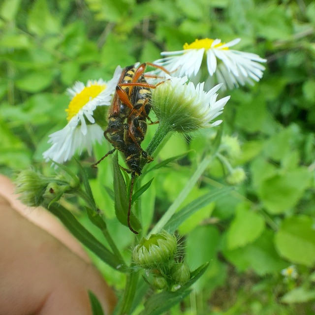 Stenopterus rufus - tarkacsápú keskenyfedőscincér