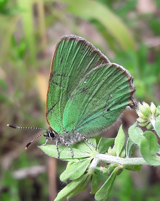 Callophrys rubi - zöldfonákú lepke