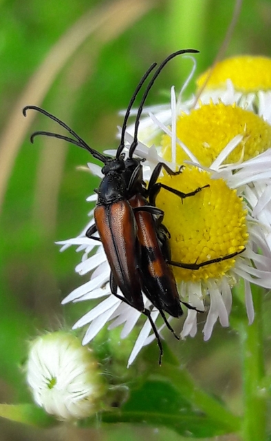 Stenurella bifasciata - kétöves karcsúcincér