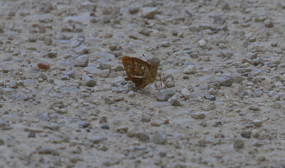Argynnis adippe - ezüstös gyöngyházlepke