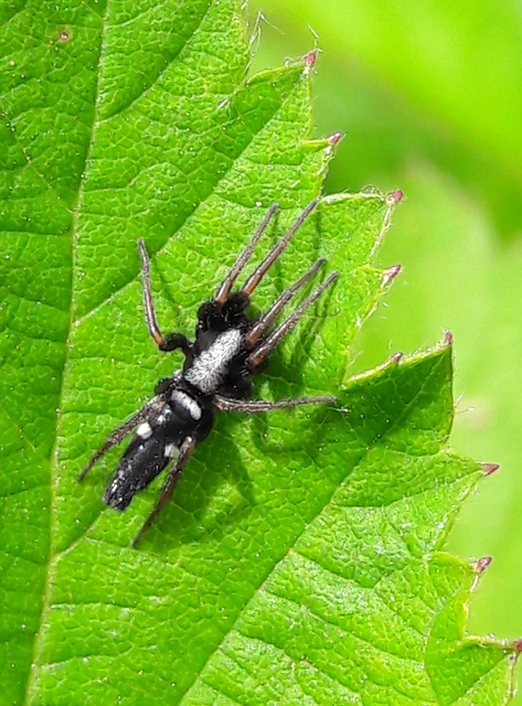 Aphantaulax cincta/trifasciata