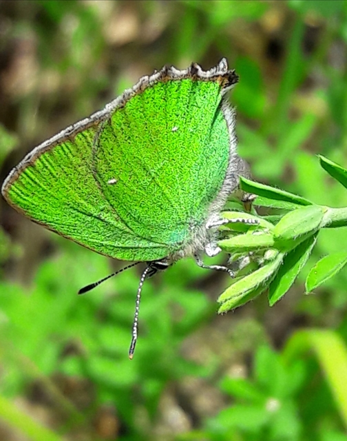 Callophrys rubi - zöldfonákú lepke