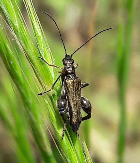 Oedemera flavipes - sárgalábú álcincér Oedemera flavipes - sárgalábú álcincér