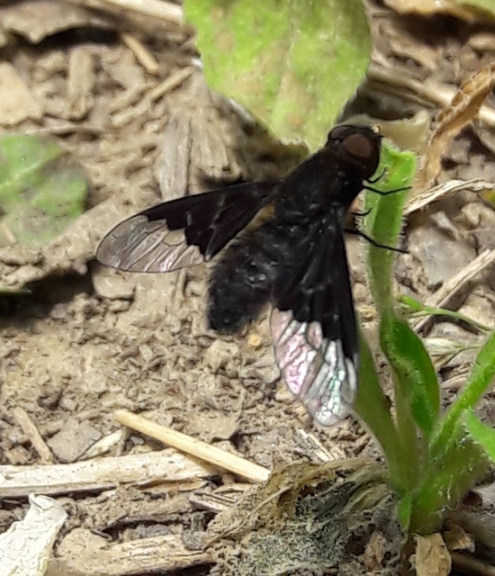 Hemipenthes morio - közönséges gyászlégy