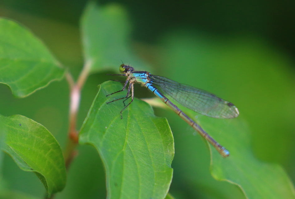 Erythromma viridulum - kis pirosszemű-légivadász