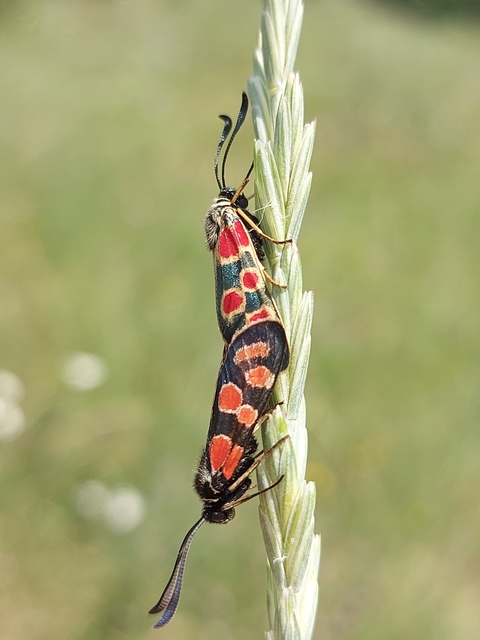 Zygaena carniolica - fehérgyűrűs csüngőlepke