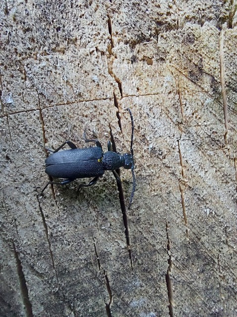 Stictoleptura scutellata - hegyi virágcincér