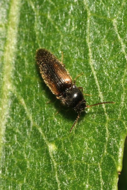 Adrastus rachifer - közönséges cserjepattanó