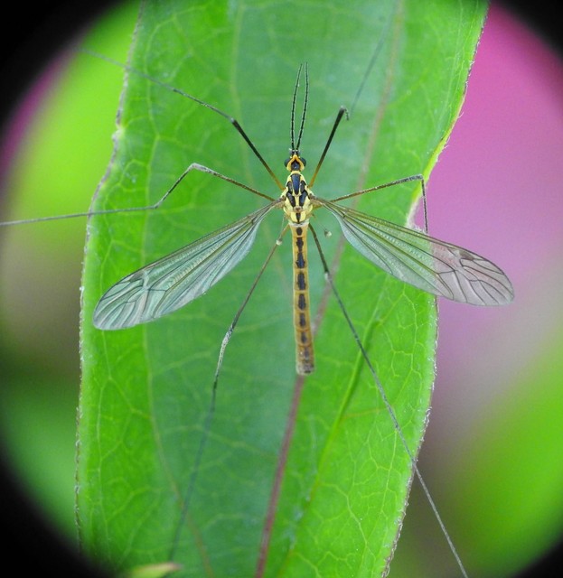 Nephrotoma submaculosa