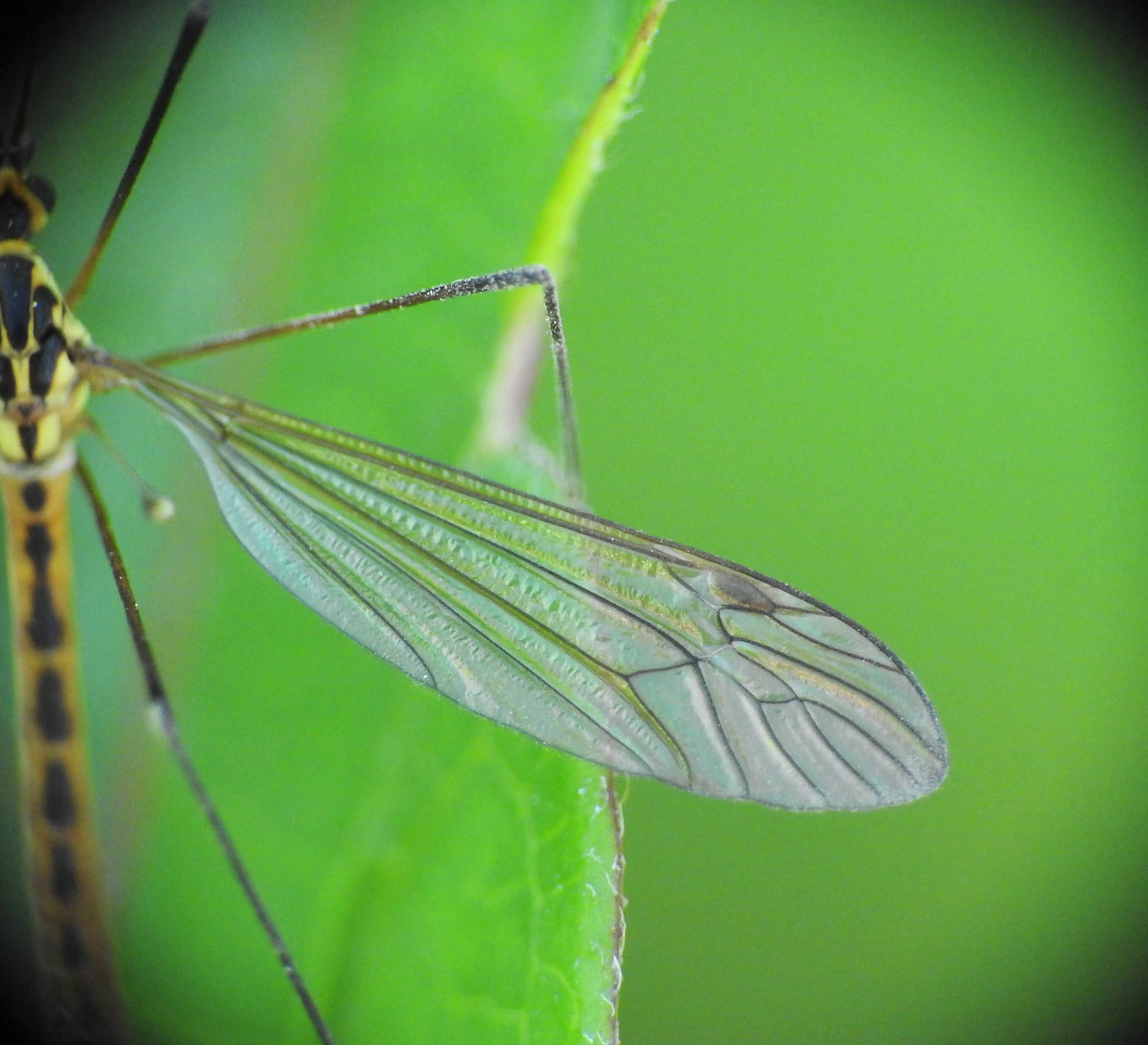 Nephrotoma submaculosa