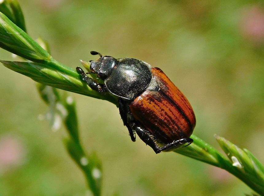 Anisoplia tempestiva - gabonaszipoly