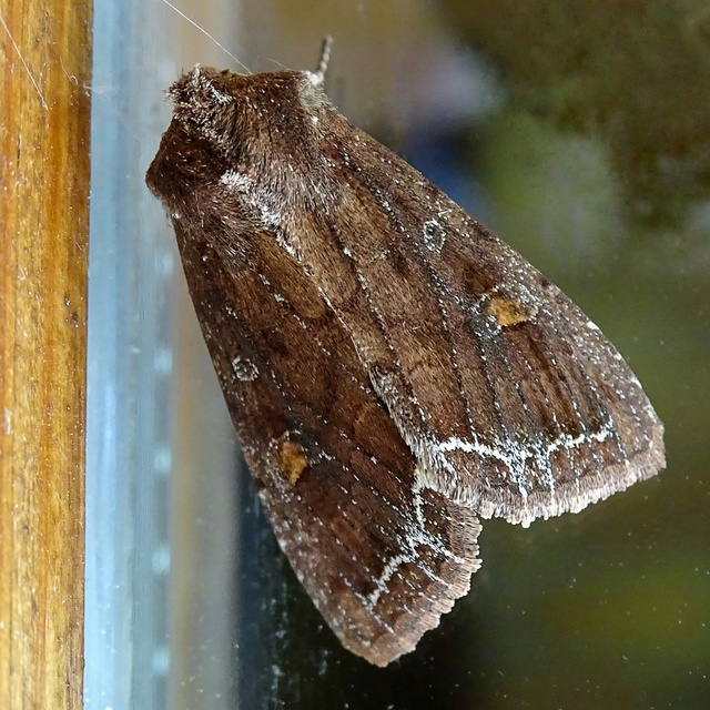 Lacanobia oleracea - saláta-kertibagoly