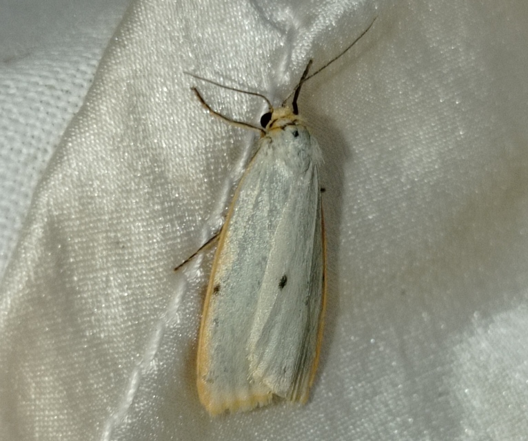 Cybosia mesomella - csontszínű molyszövő