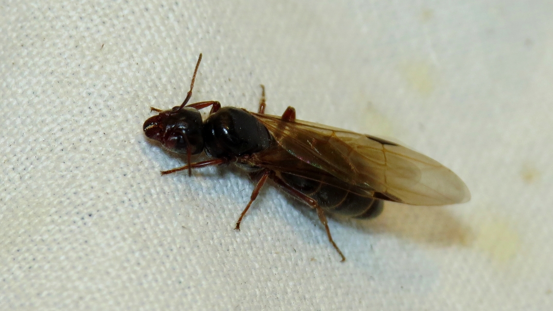 Liometopum microcephalum - tölgyfahangya