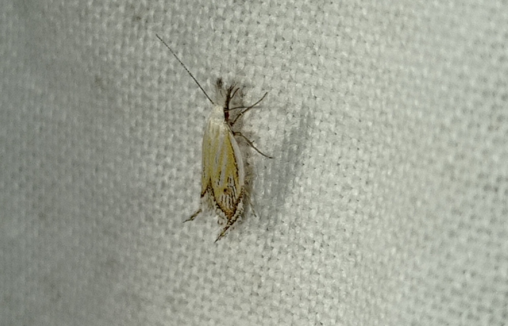Holoscolia huebneri - sarlósszárnyú csíkosmoly