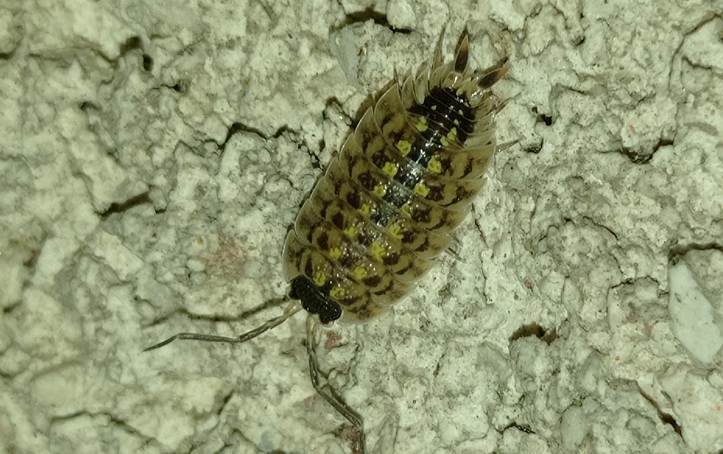 Porcellio spinicornis Porcellio spinicornis