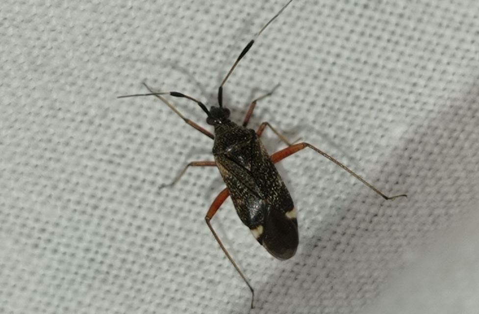Closterotomus biclavatus - aranyszőrű mezeipoloska