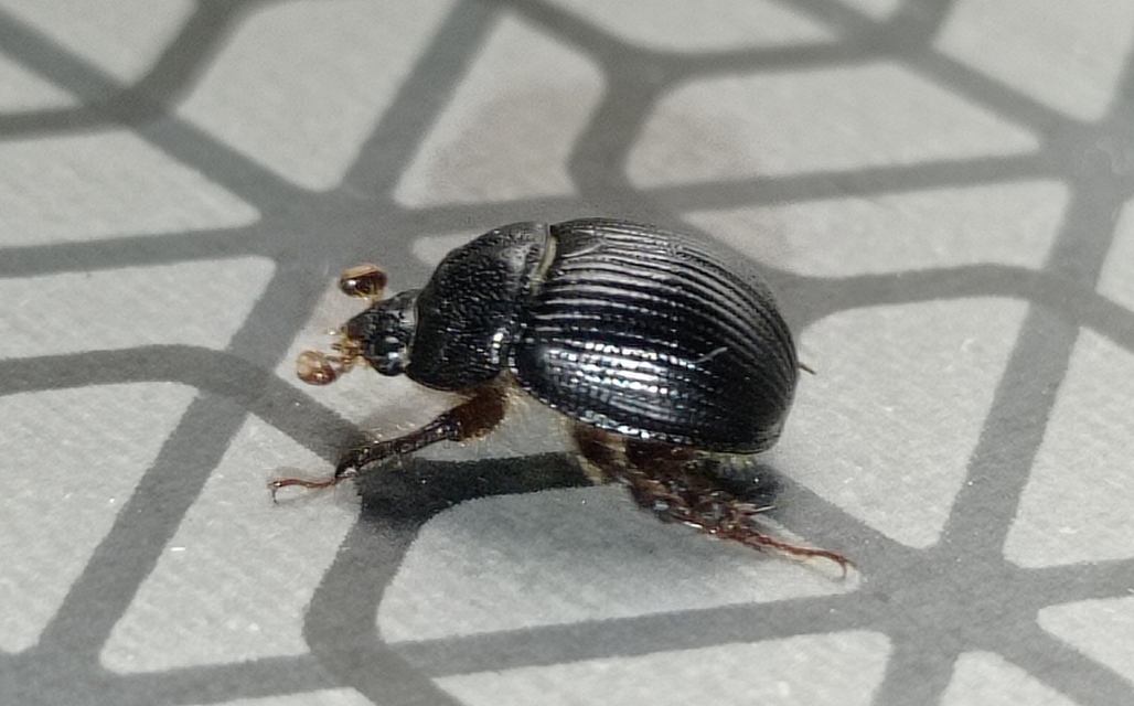 Odonteus armiger - mozgószarvú álganéjtúró