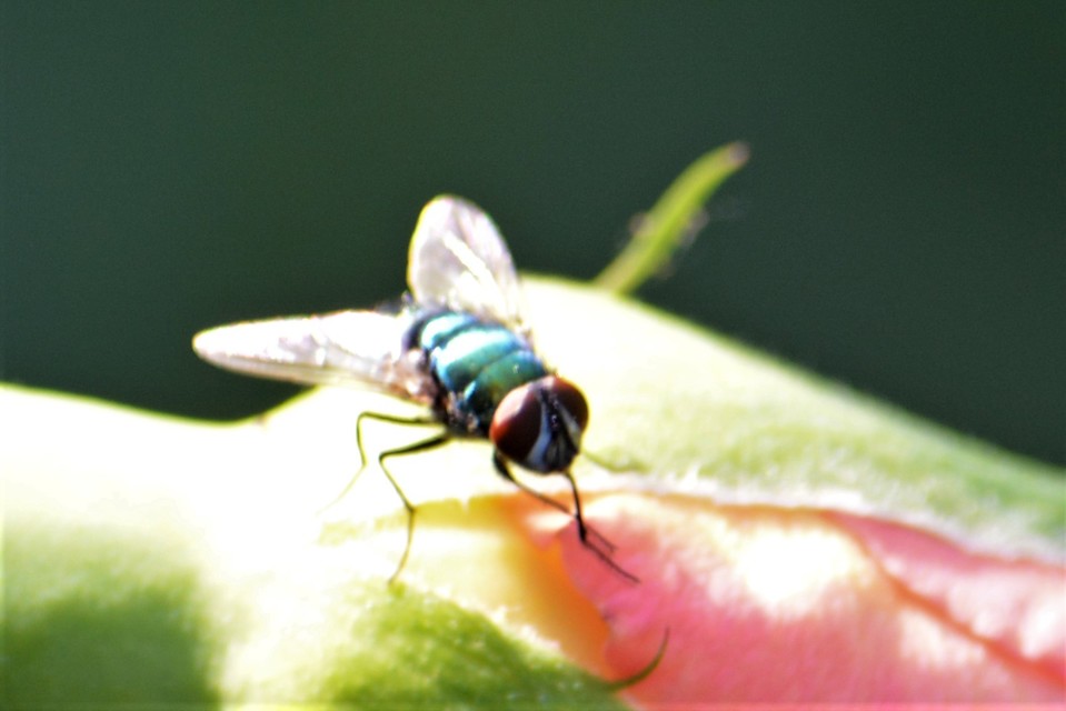 Lucilia